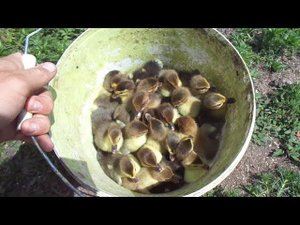 СОБИРАЮ ИНДОУТЯТ ВЕДРАМИ / ВЫВОД ПОД МУСКУСНОЙ УТКОЙ / ИНДОУТЯТА / СКОЛЬКО ВЫВЕЛОСЬ