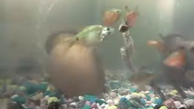 Огненные барбусы ужинают смотреть онлайн