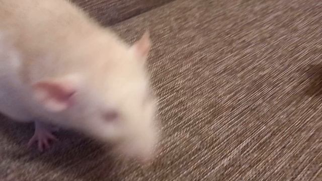 крыски кушают смотреть онлайн