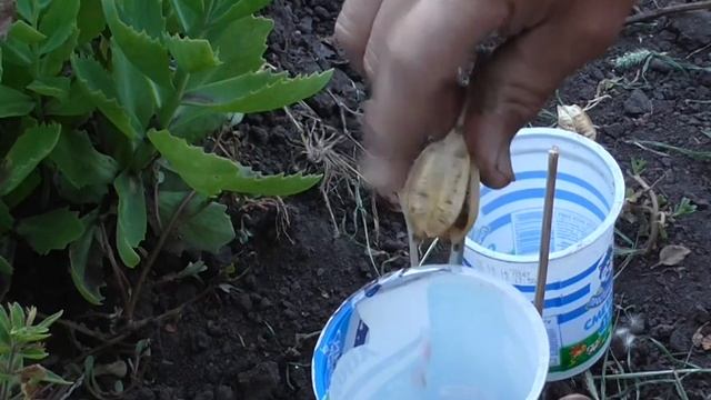 Как собрать семена тюльпанов смотреть онлайн