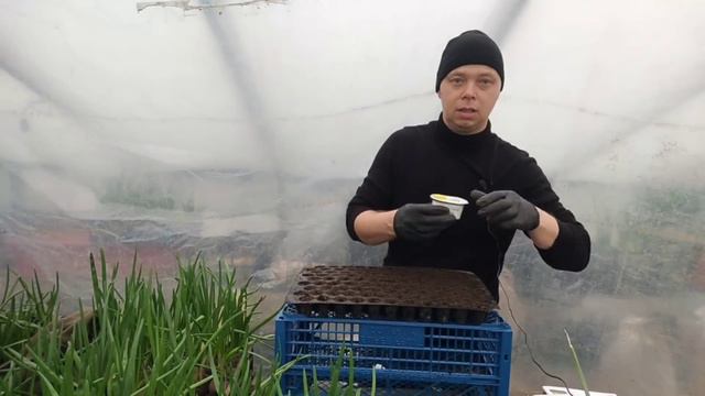 Первый раз сею салат в этом году. Сезон зелёного бизнес открыт💵💲💵💲