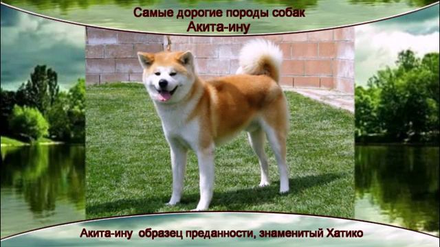 Акита ину смотреть онлайн