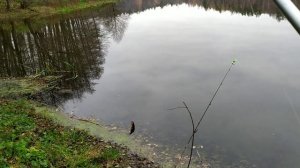 Ротан осенью, Осенняя рыбалка Ротан, Ловля ротана осенью, озеро Плотина, карась на донку