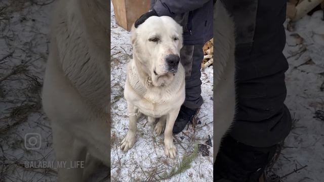 Моя большая любовь - мой хранитель снов алабай Лексус. #алабай #милоевидео #большаясобака