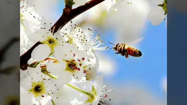 Мед-хороший стимулятор роста смотреть онлайн