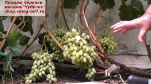 Кишмиш ЛОРУС - крупногроздевой, раннего срока созревания  с хорошим вкусом ягод.