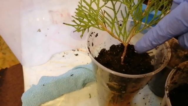 #черенкую#туи# смотреть онлайн