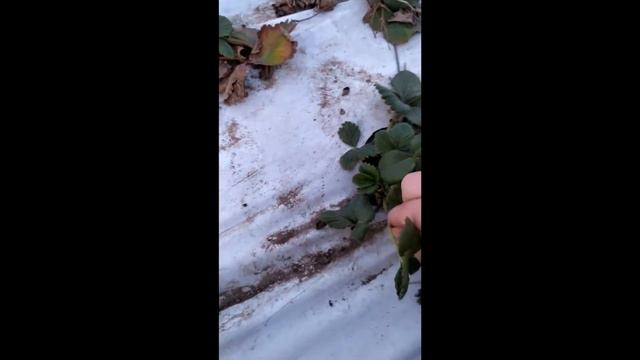 Первые весенние работы на клубнике. Обрезка/зачистка клубники от старого листа. смотреть онлайн