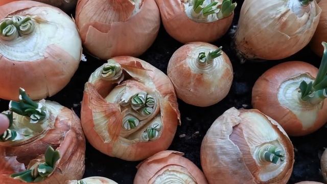 ЛУК НА ПЕРО НА ЗЕЛЕНЬ (ЗА 15 ДНЕЙ) | ЛУК НА ПЕРО ДОМА НА ПОДОКОННИКЕ | ВЫРАЩИВАЕМ ЛУК НА ПЕРО ДОМА