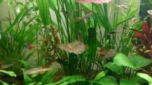 Густонаселенный травник - аквариум на 200 литров