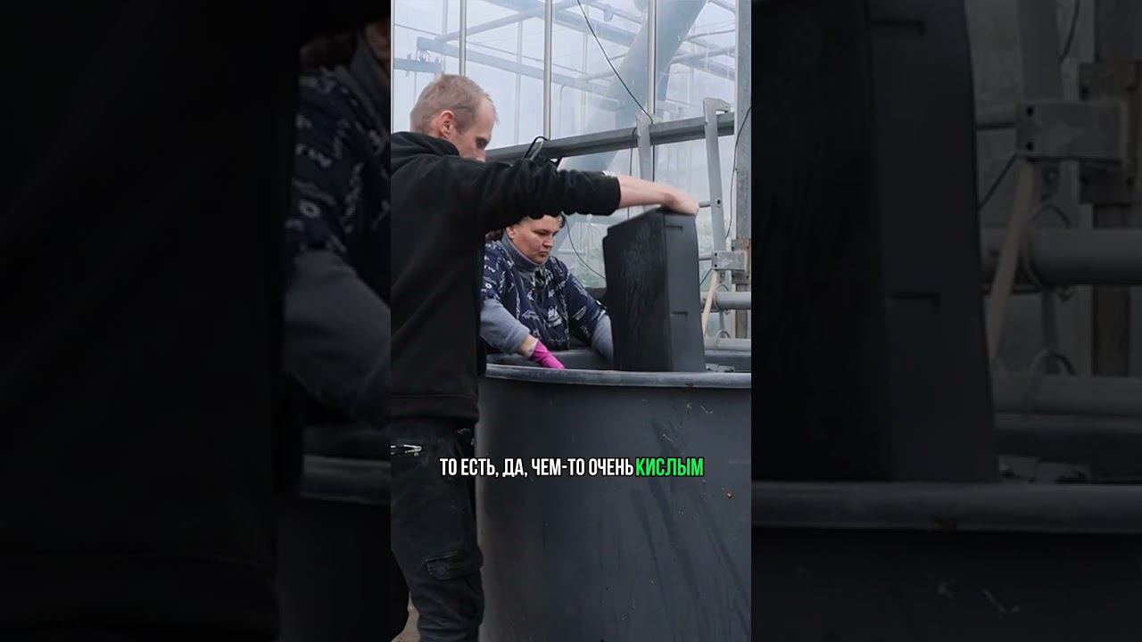 Выгонка тюльпанов на гидропонике. Чем помыть ящики #выгонкатюльпанов #гидропоника #веревкинхутор