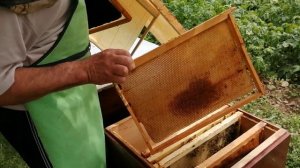 Проводим противороевые мероприятия на пасеке.