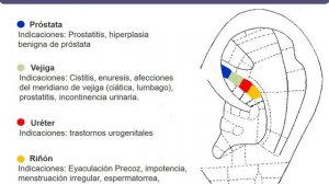 CURSO DE AURICULOTERAPIA | Puntos de la Concha Parte 1 | CLASE 9