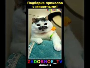 Подборка приколов про животных №126