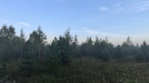 Охота с эстонской гончей.
Открытие охоты на зайца 15.09.2024