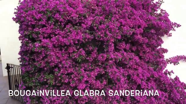 Bougainvillea glabra sanderiana. Garden Center online Costa Brava - Girona. смотреть онлайн
