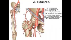 Arteries of the lower extremity