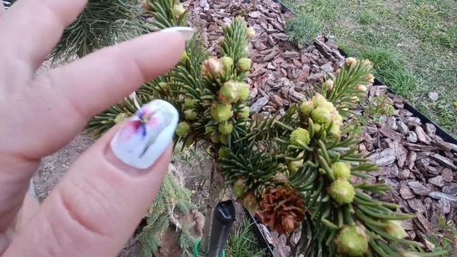 Сажаю ампельные: лобулярия, сурфиния, фуксия. Новинки в саду смотреть онлайн