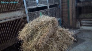 НУТРИИ И СЕНО что нужно знать при кормление сеном