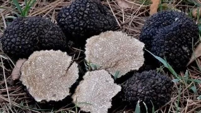 Гриб Трюфель- описание, съедобность, где растет, в чём польза? смотреть онлайн