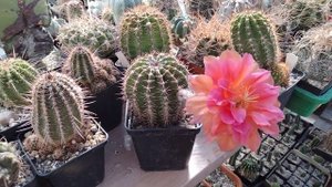 Цветение трихоцереуса и ариокарпуса.Огромный цветок на новом эхинопсисе.