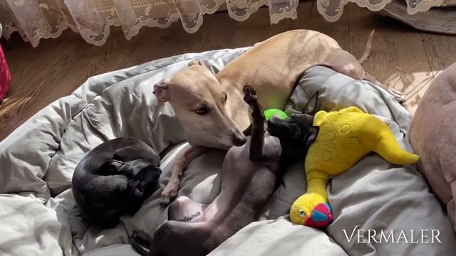 Щенки левретки. Прекрасные девочки! Общение с Арабеском смотреть онлайн