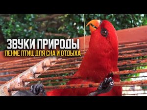 Звуки природы и пение экзотических птиц в зеленном лесу для сна