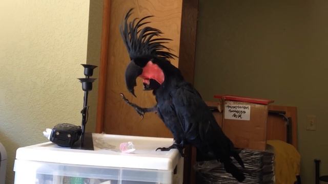 Black Palm Cockatoo Loves the B-52's смотреть онлайн