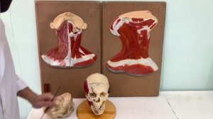 Анатомия человека.Мышцы шеи.