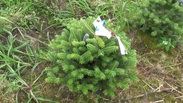 11128 Пихта Корейская в горшке 0.50 – 0.60 м смотреть онлайн