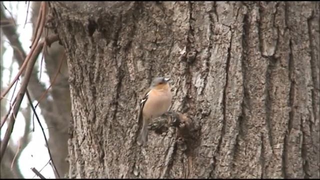 Прикольный зяблик смотреть онлайн