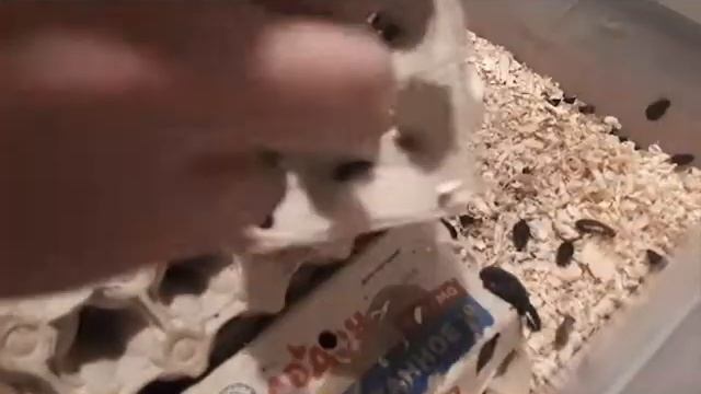 Gromphadorhina portentosa или Мадагаскарский таракан смотреть онлайн