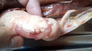 Дифиллоботриоз. Опасные для человека паразиты в рыбах восточной сибири.