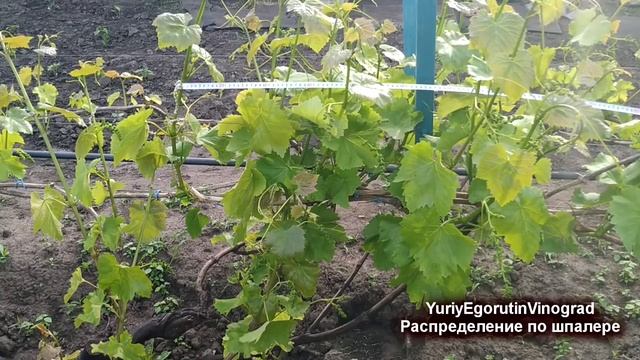 ? Жадный виноградарь всегда без урожая. Окончательная нормировка побегами винограда.