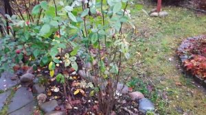 Сад ДЕВЯТОЙ реальности?Ноябрь 2021?ХВОЙНЫЕ?МИКРОБИОТА?ЭРИКИ?ОЧИТКИ?РОЗЫ?