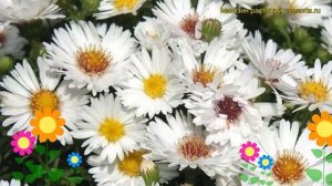 Астра новобельгийская Маджик вайт. Краткий обзор, описание aster novi-belgii Magic White