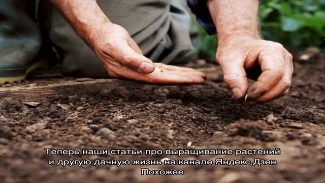 Базилик: как сажать семенами смотреть онлайн