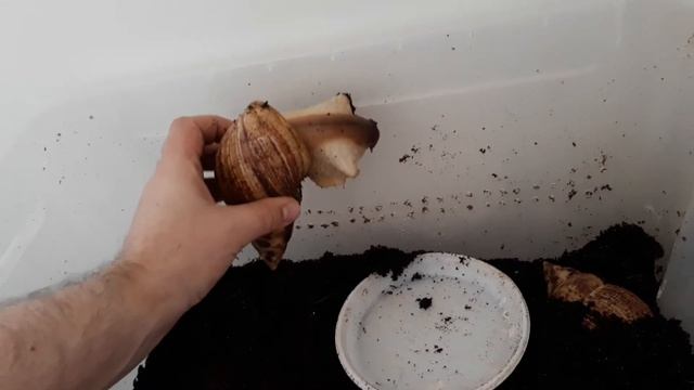 Улитка ахатина ретикулята стандарт. 5 часть как брать улиток в руки. смотреть онлайн