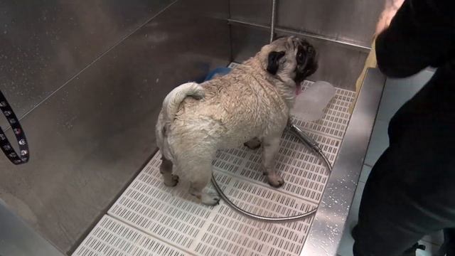 Промо-ролик видеоурока "Экспрес-линька гладкошерстных и короткошерстных пород собак" смотреть онлайн