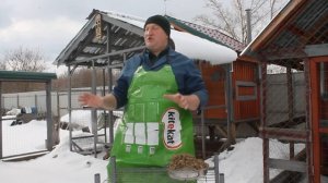 ПРАВИЛЬНОЕ КОРМЛЕНИЕ ПЛЕМЕННЫХ ПЕТУХОВ.