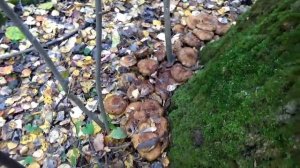 Грибы Чешуйчатки Большие. Как растут. Как приготовить.