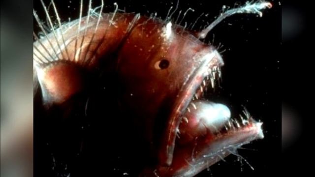 5 САМЫХ СТРАННЫХ ГЛУБОКОВОДНЫХ СОЗДАНИЙ