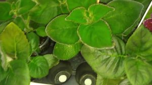 ВЫСТАВКА КОМНАТНЫХ РАСТЕНИЙ/ЦВЕТОВ.