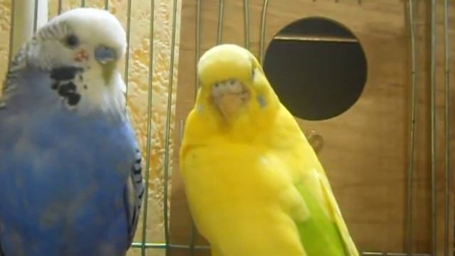 Волнистые попугайчики воркуют (parrot Taming)