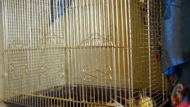 Корелла Фиби заболела (Кузя и Фиби) 4 The Disease Corella