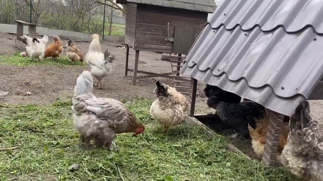 Куры переехали Куры работают в теплице Помидоры и перцы на свежем курином помете