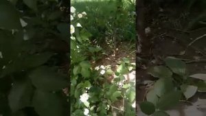 Роза парковая Ватерлоо（Waterloo）.Первое цветение.