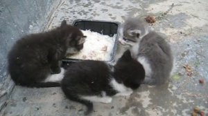 KSN Котята кушают кашу