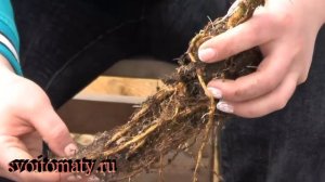 Как сохранить саженцы до высадки в открытый грунт