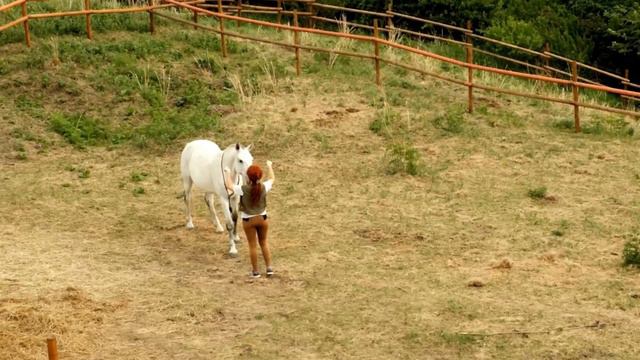 How To Provide Good Care of Horse | Feeding Grooming Exercise Healthcare | Dressage #secretanimals смотреть онлайн
